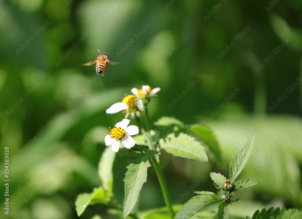 Bee hovering over an orange and white flower trying to get pollen with a nice green background Bee hovering over an orange and white flower trying to get pollen with a nice green background