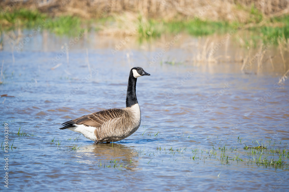 Canada goose looking for food in a flooded meadow