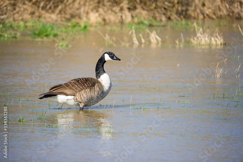 Canada goose looking for food in a flooded meadow © Thorsten Spoerlein
