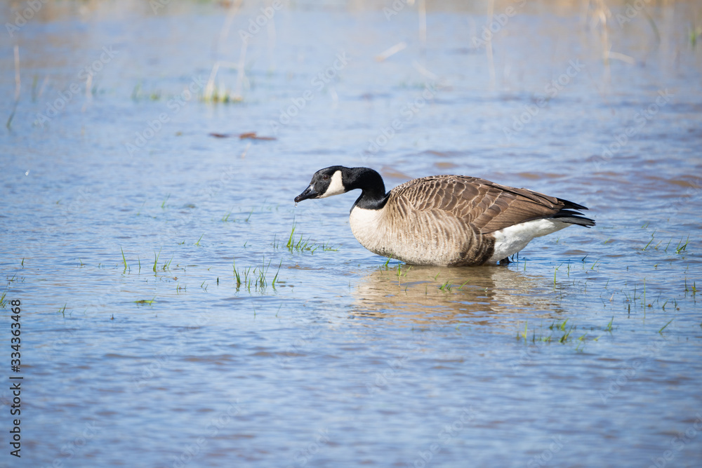 Canada goose looking for food in a flooded meadow Canada goose looking for food in a flooded meadow
