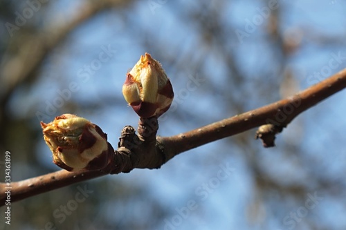 Detail of young fresh spring buds of pear tree, latin name Pyrus, in daylight sunshine.  photo