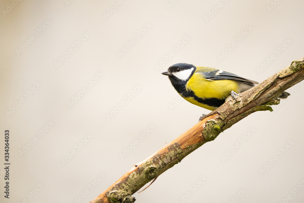 Great tit on a branch in front of a bright background Great tit on a branch in front of a bright background