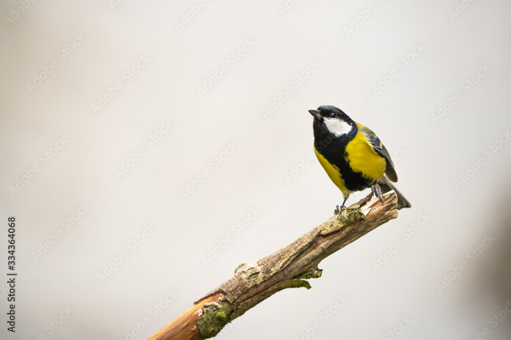 Fototapeta premium Great tit on a branch in front of a bright background