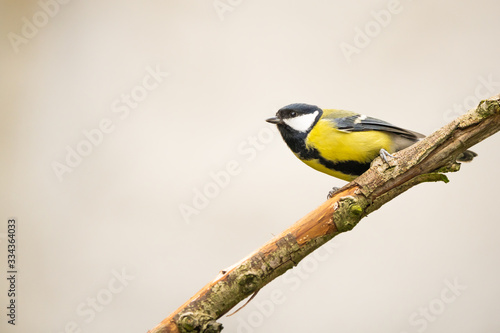Great tit on a branch in front of a bright background