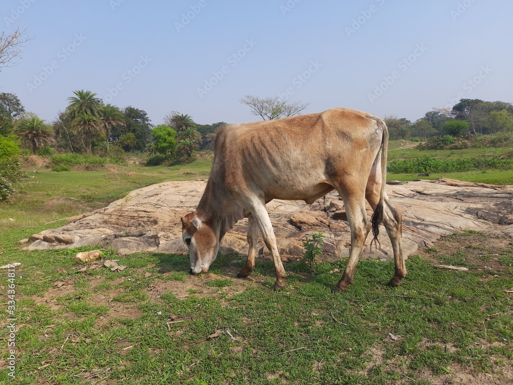 Herd of cattle grazing in a pasture.Cattle grazing in the field.Cows are standing grazing the grass in the rice field. Cattle grazing on a farm, cows, oxen and calves. Herd of cattle grazing in a pasture.Cattle grazing in the field.Cows are standing grazing the grass in the rice field. Cattle grazing on a farm, cows, oxen and calves.