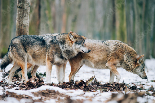 Εκτύπωση καμβά Beautiful wolves in the forest in winter.