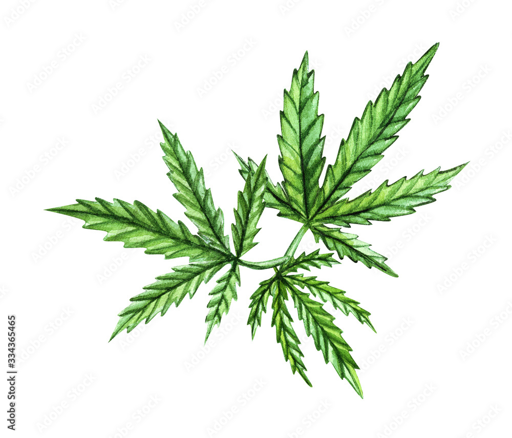 A green branch of Cannabis sativa. Cannabis indica, Marijuana medicinal plant with leaves. Watercolor hand drawn painting illustration isolated on a white background. A green branch of Cannabis sativa. Cannabis indica, Marijuana medicinal plant with leaves. Watercolor hand drawn painting illustration isolated on a white background.