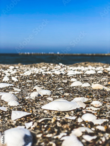 Muscheln am Strand