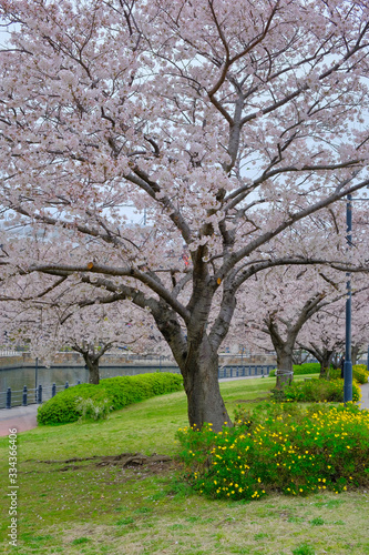 cherry blossom on cloudy day in yokohama