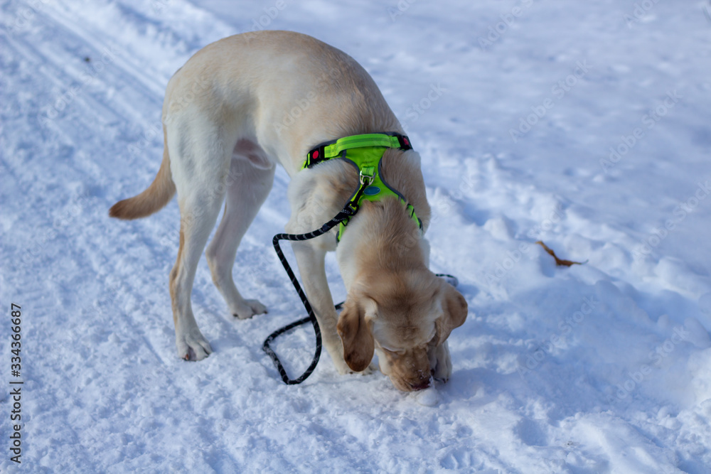 Yellow Labrador retriever dog sniffing the snow Yellow Labrador retriever dog sniffing the snow