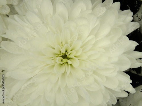 Fototapeta Naklejka Na Ścianę i Meble -  macro image white chrysanthemums with light green petals in the middle on a dark background