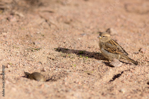 sparrow on the sand