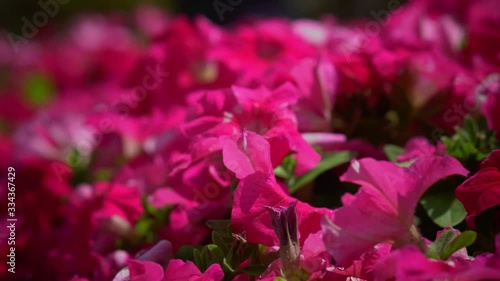 4K Video of close up shot of pink flowers photo