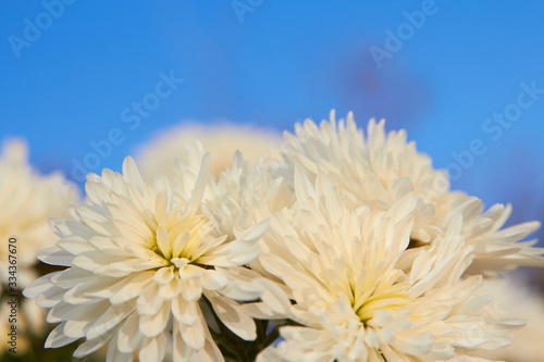 white chrysanthemums on sky background in the garden autumn white chrysanthemums bloom on a background of blue sky