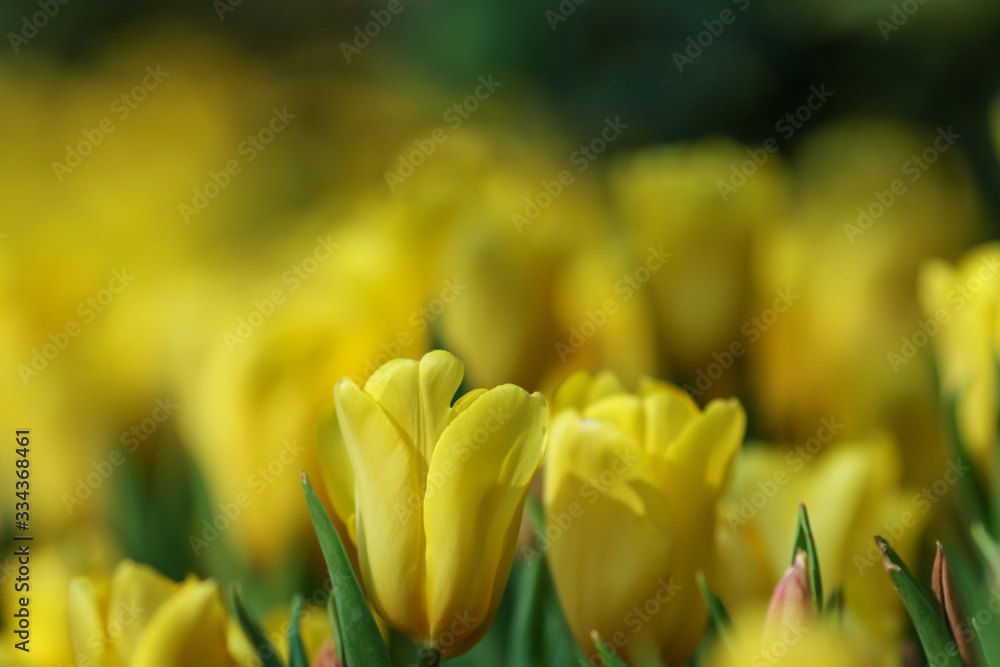 Obraz premium Beautiful tulip flowers with blured background in the garden. Yellow tulip flowers. Selective focus.