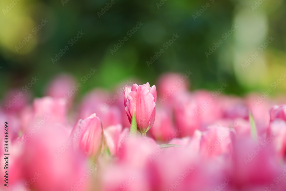 Beautiful tulip flowers with blured background in the garden. Pink tulip flowers.