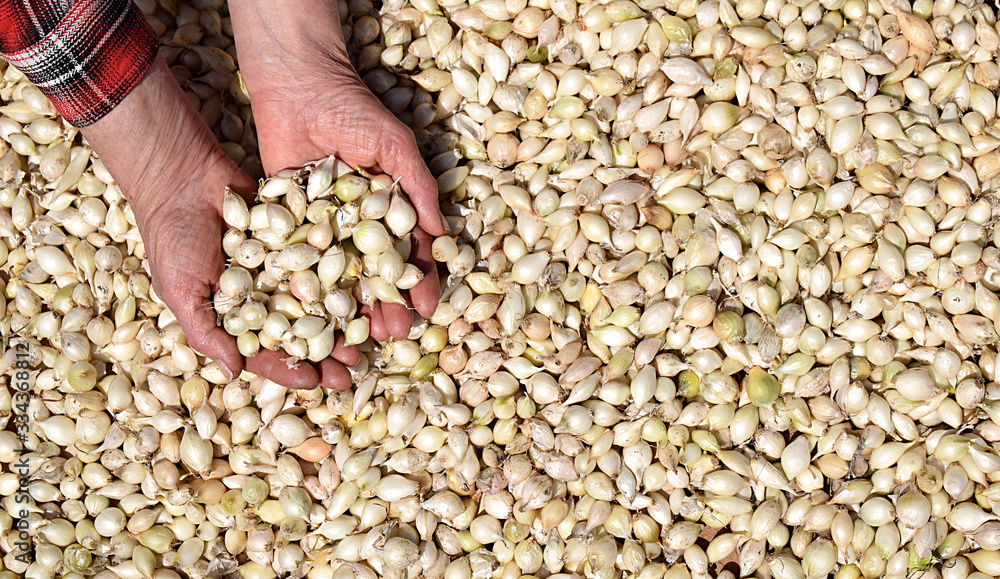 Hands holding small white onions against the background of scattered onions of the same variety. Hands holding small white onions against the background of scattered onions of the same variety.