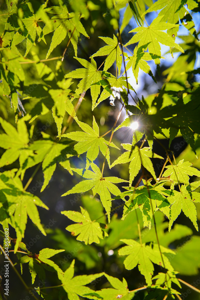Obraz premium Are Plane Of Maple Leaf In Kururi Japan