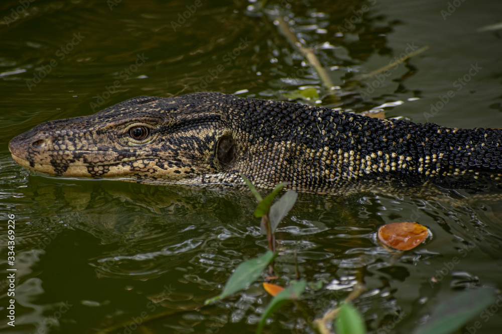 Obraz premium Monitor lizard in the water