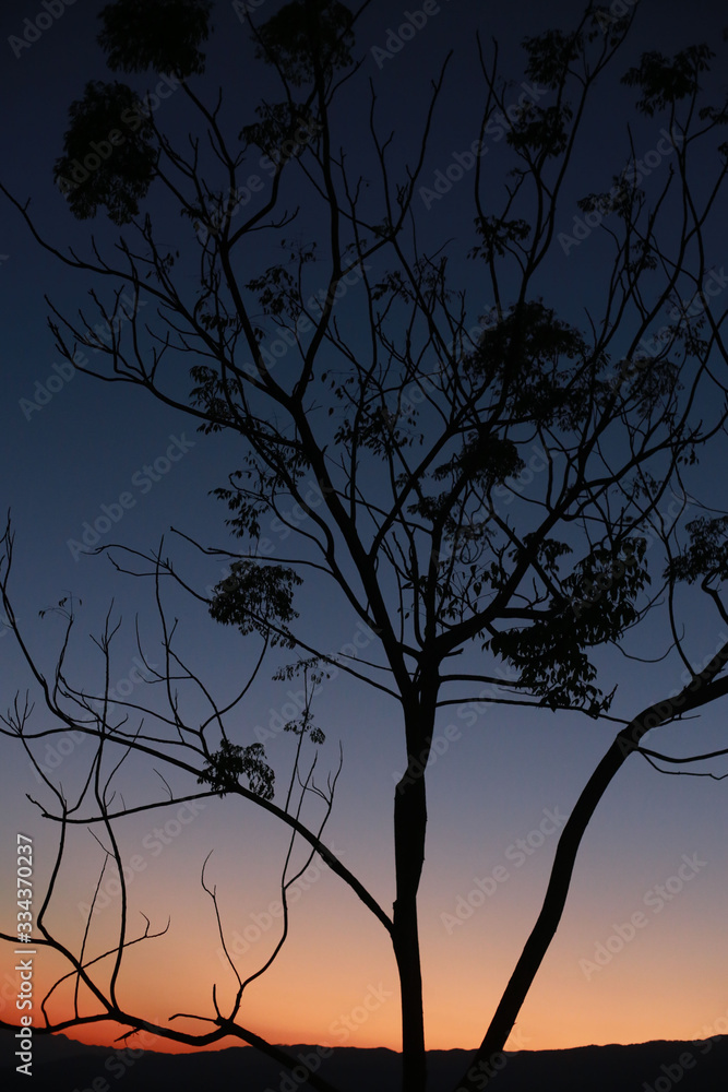 Silhouette of trees and backgrounds in the sky and mountains While the sun is about to set and light of white light appears Suitable for use as work as wallpaper images.. Silhouette of trees and backgrounds in the sky and mountains While the sun is about to set and light of white light appears Suitable for use as work as wallpaper images..