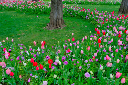 tulip garden