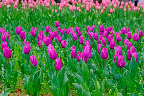 tulip garden