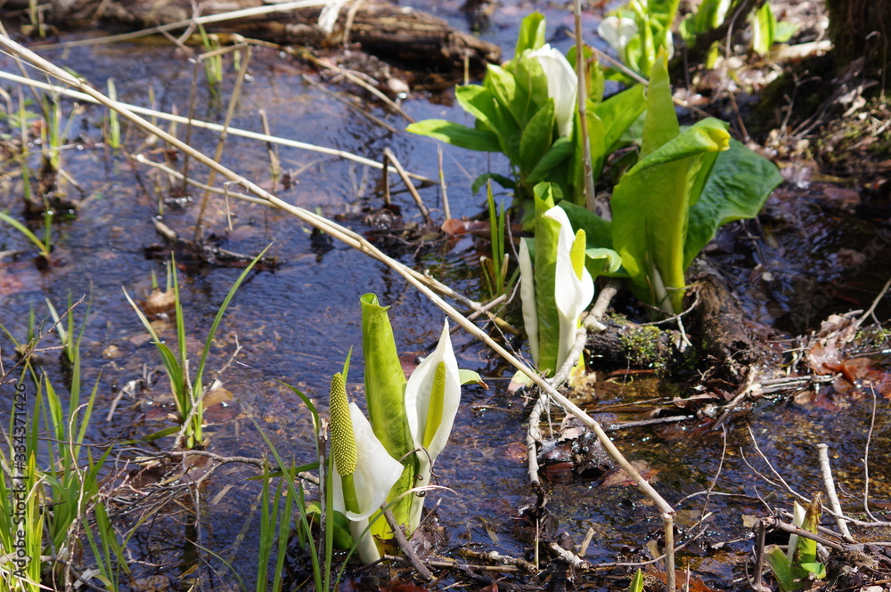 Fototapeta premium 宮城県加美町、荒沢の水芭蕉
