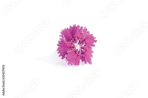 Carnation