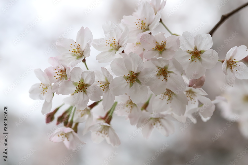 ソメイヨシノ（サクラ）の花