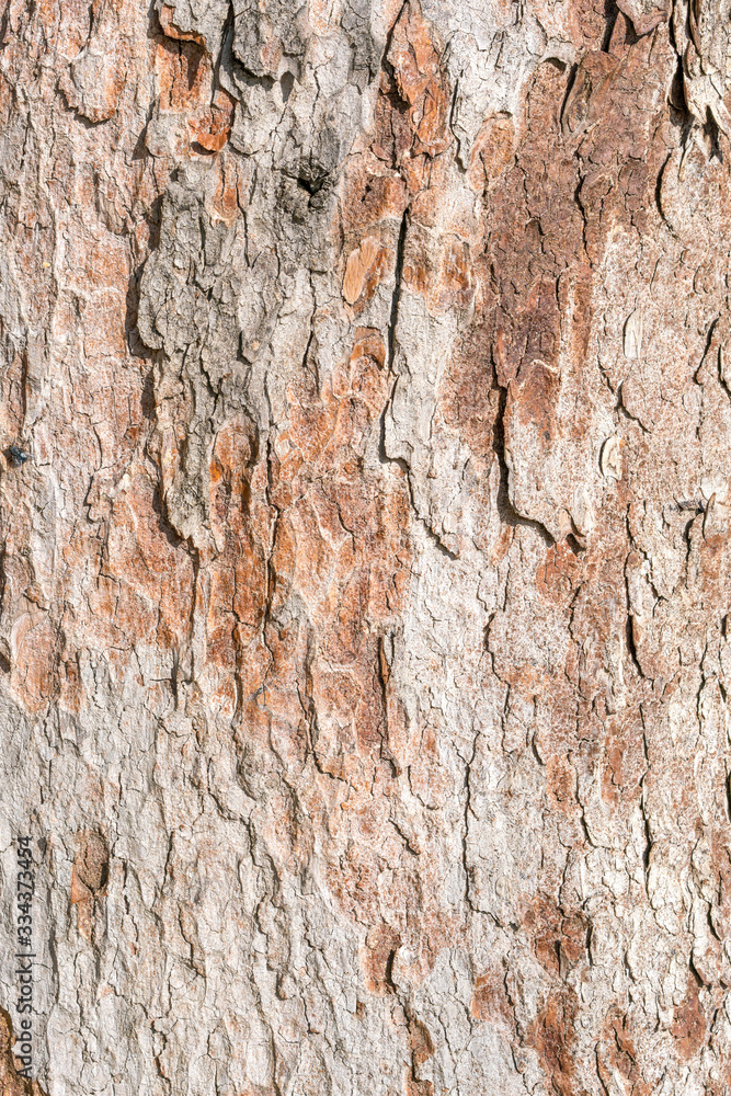Light brown bark of an old tree as a natural background or texture for design. Light brown bark of an old tree as a natural background or texture for design.