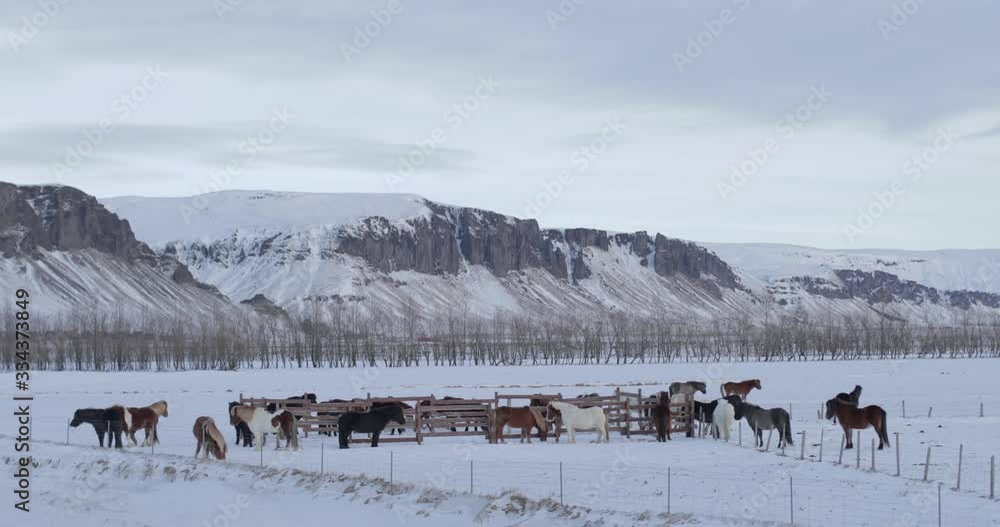 Wide Shot of a Herd of Horses on a Farm in Iceland During Winter With Mountains in Background Wide Shot of a Herd of Horses on a Farm in Iceland During Winter With Mountains in Background