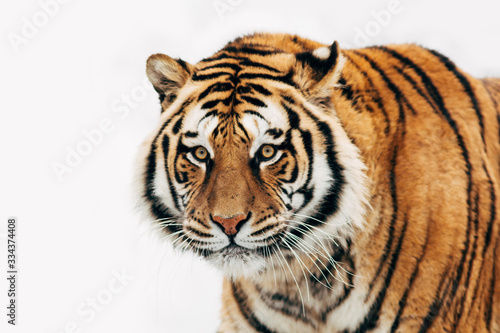 Close-up portrait of a beautiful tiger isolated on a white background.