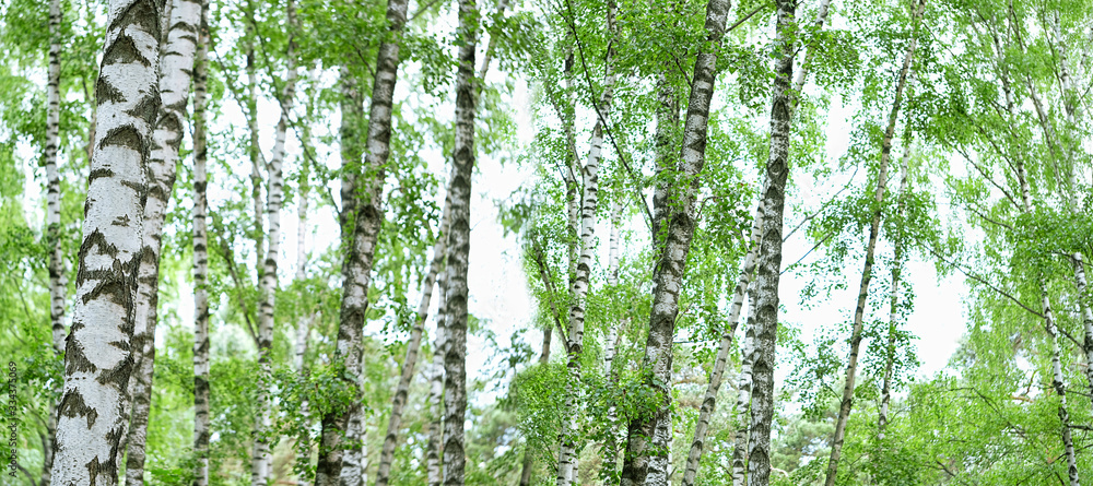 Obraz premium nature background. Summer landscape with birch forest. White birches with green leaves. banner. copy space