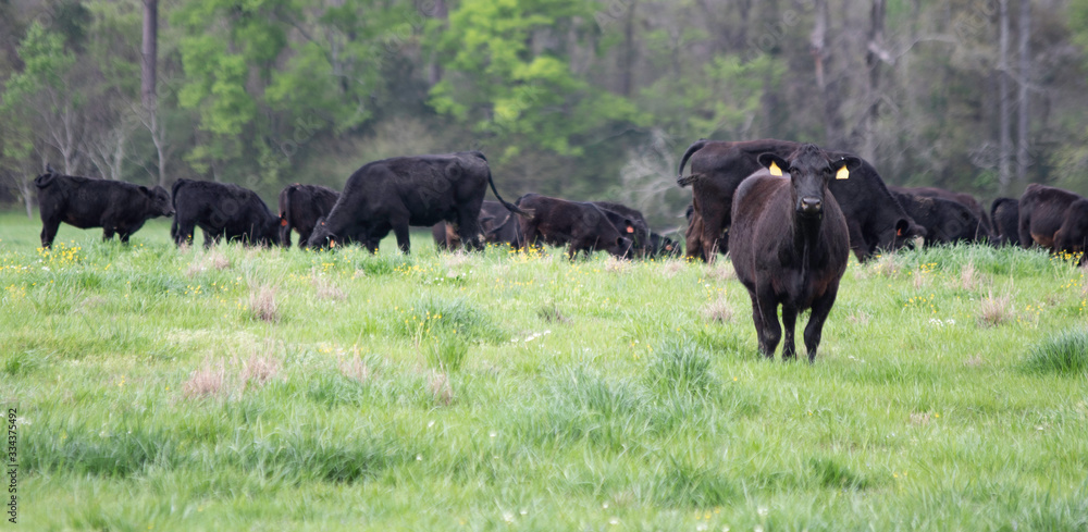 Agricultural banner Angus crossbred herd in spring pasture Agricultural banner Angus crossbred herd in spring pasture