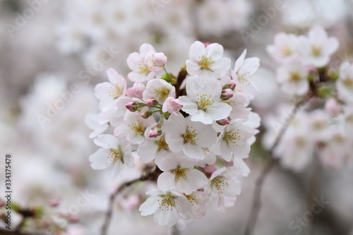 ソメイヨシノ（サクラ）の花