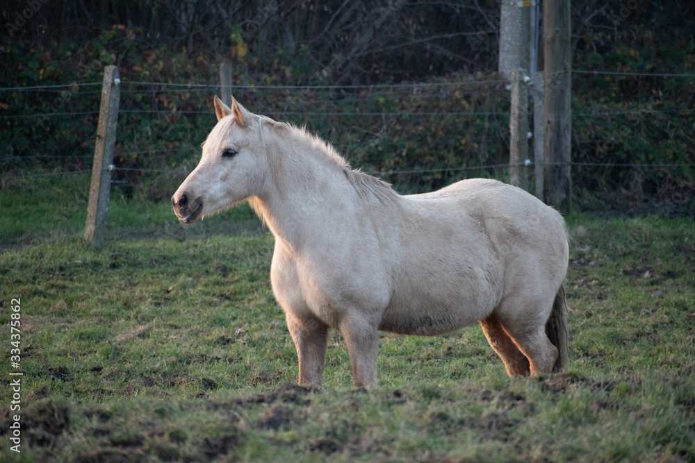 Obraz premium Horses urban farm near Brussels, Belgium