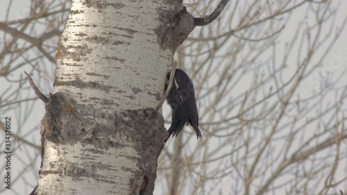 A male pileated woodpecker bores a hole into a large poplar tree in Northwest Ontario Canada.