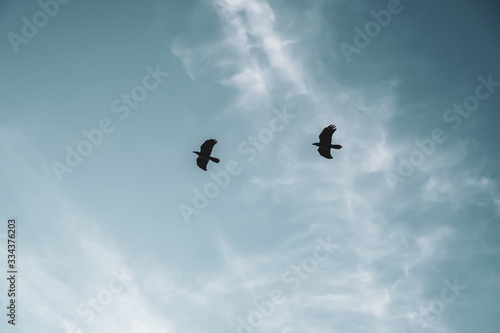 Copy space blank summer blue sky and white cloud with birds fly metaphor freedom free and fun.