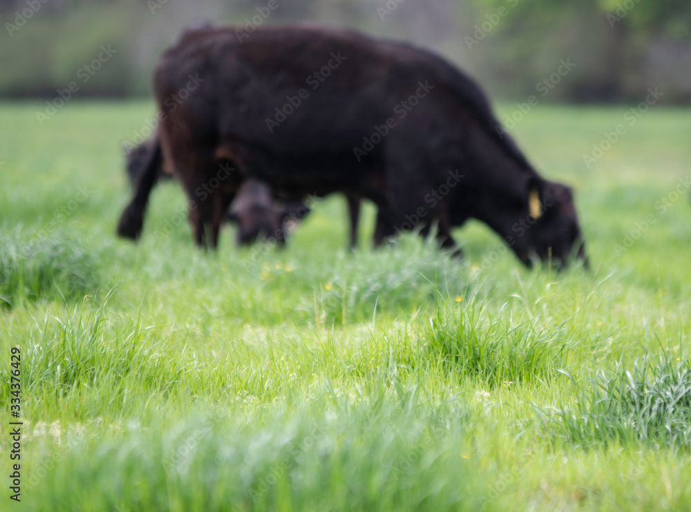 Lush ryegrass with cow in background out-of-focus Lush ryegrass with cow in background out-of-focus