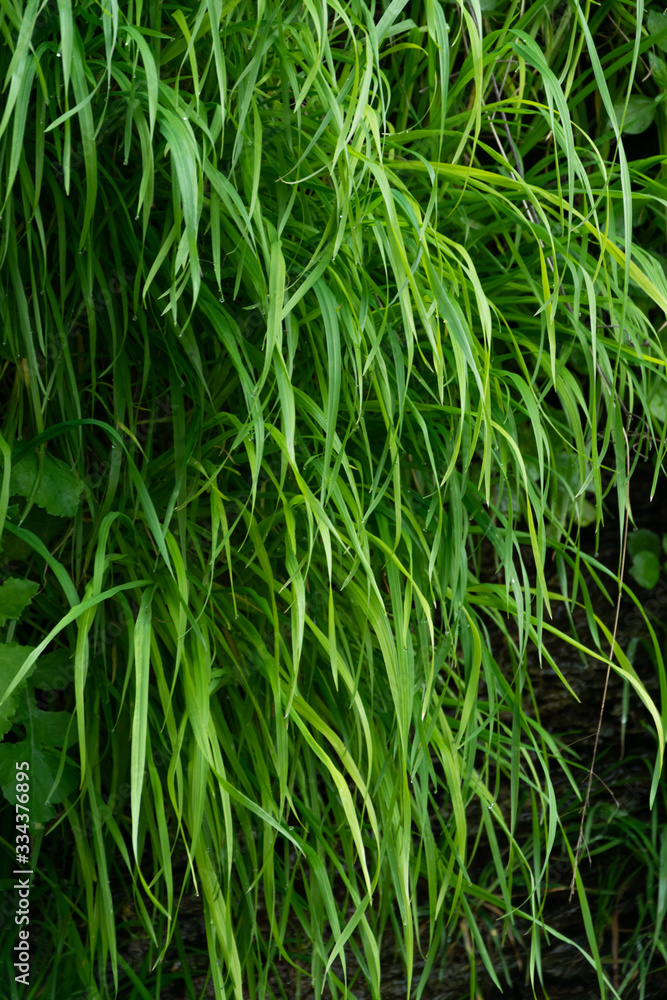 Fototapeta premium Close up of green grass background, lush vegetation wall