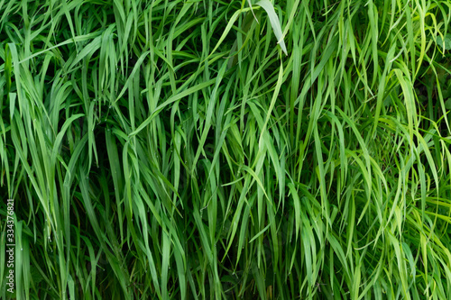 Close up of green grass background, lush vegetation wall