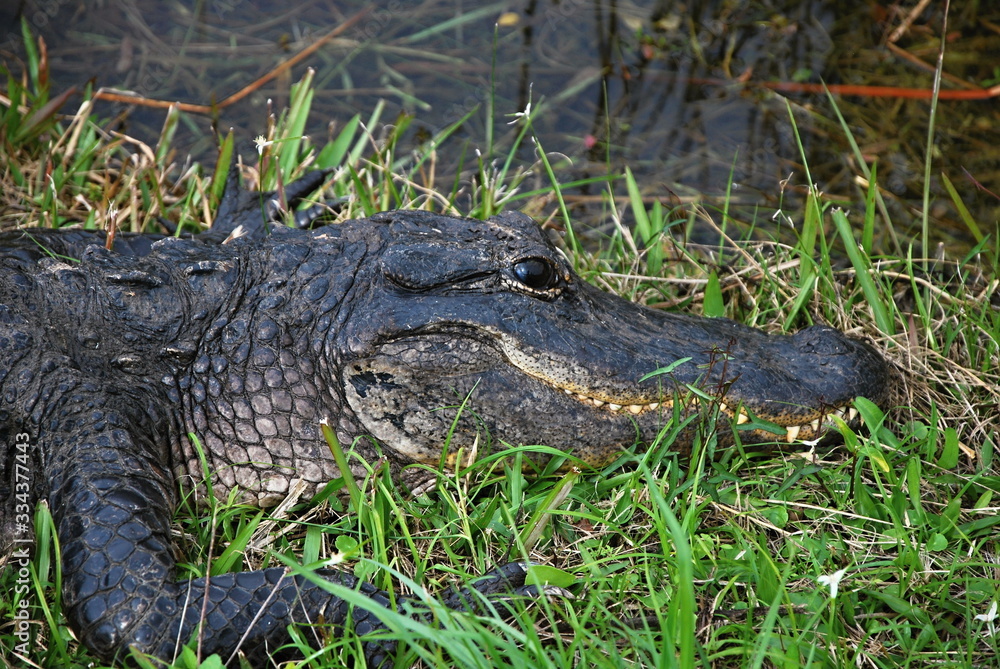 Alligator in Everglades National Park, Florida Alligator in Everglades National Park, Florida