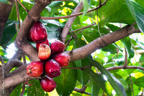 Closeup Mamiew Pomerac rose apple fruit on tree, Red ripe Malay photo