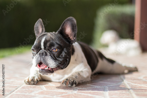 Fototapeta Naklejka Na Ścianę i Meble -  Picture of a French Bulldog who is lying on the terrace, shallow DOF.
