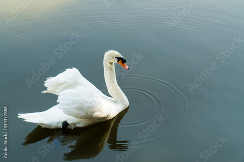 Fototapeta Naklejka Na Ścianę i Meble -  Mute Swan in lake background. White swan swimming on water. (Cygnus olor)
