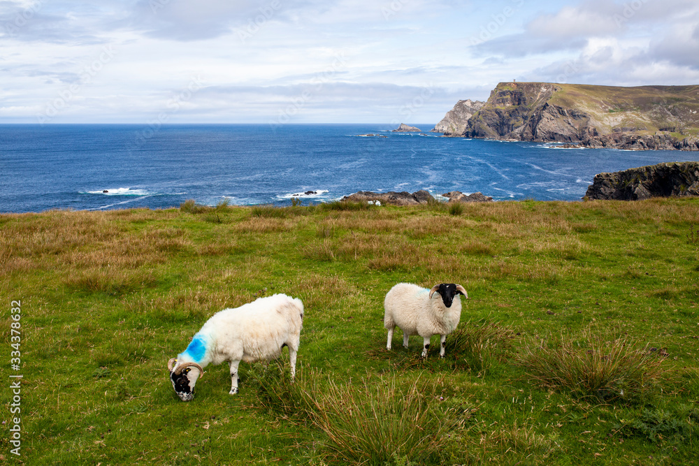 Fototapeta premium Ovejas en la costa oeste de Irlanda. Wild atlantic way.