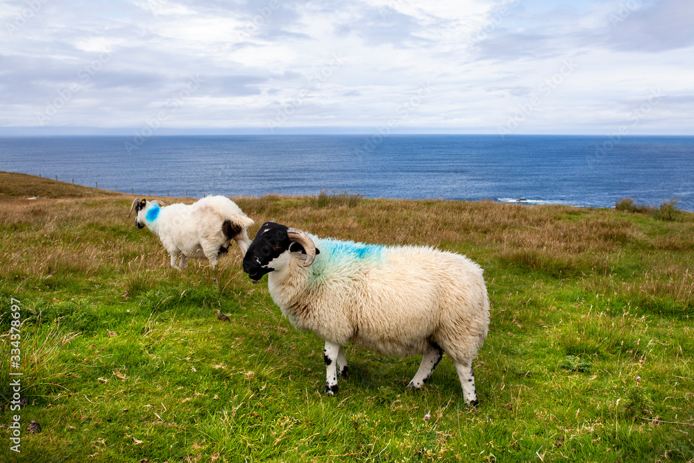 Ovejas en la costa oeste de Irlanda. Wild atlantic way. Ovejas en la costa oeste de Irlanda. Wild atlantic way.