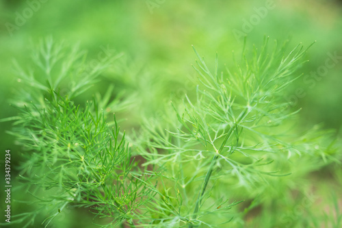 Fragrant green bushes of fennel growing on a bed in the garden. Selective focus.