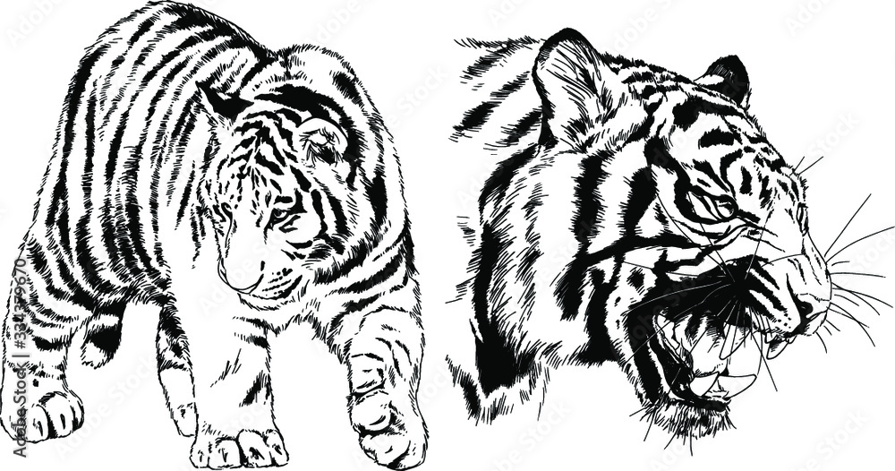 a set of vector drawings of various predators , tigers and lions, drawn in ink by hand, realistic for the logo