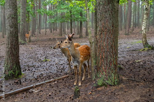 Spotted deer Cervus nippon in their natural habitat, Belarus. Wildlife and animals photos. Rainy foggy day in the forest.
